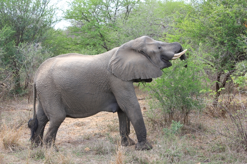 Elefant - Kruger Park