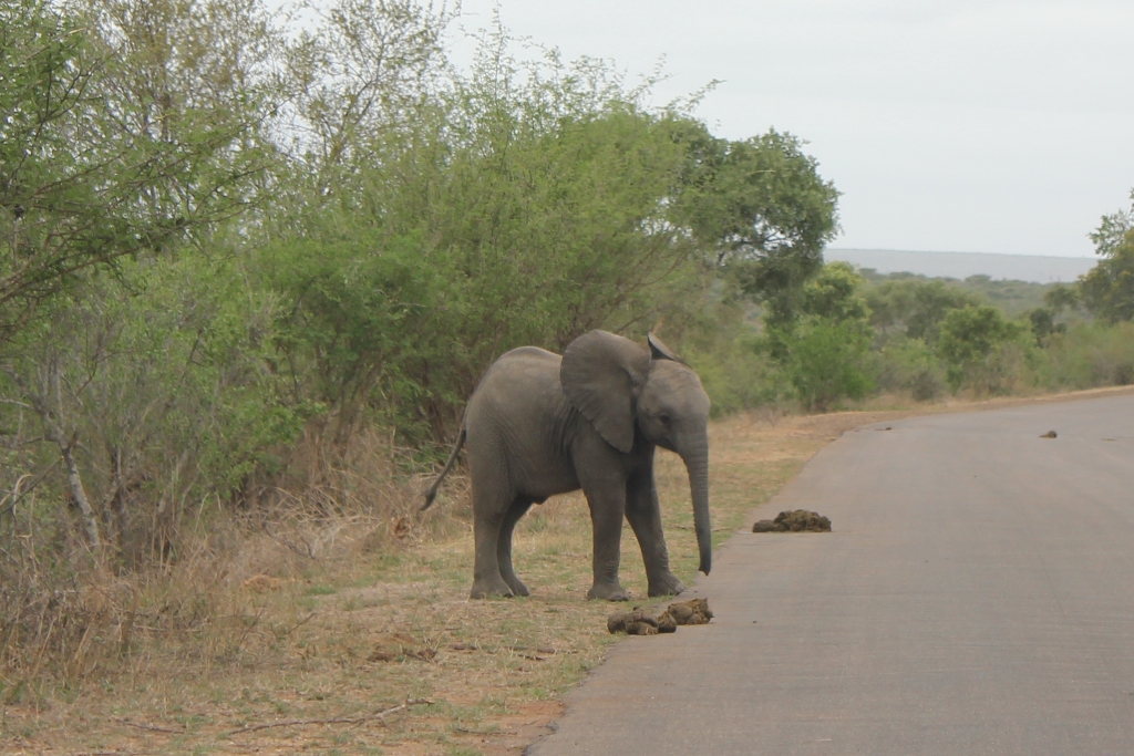 Elefant crossing