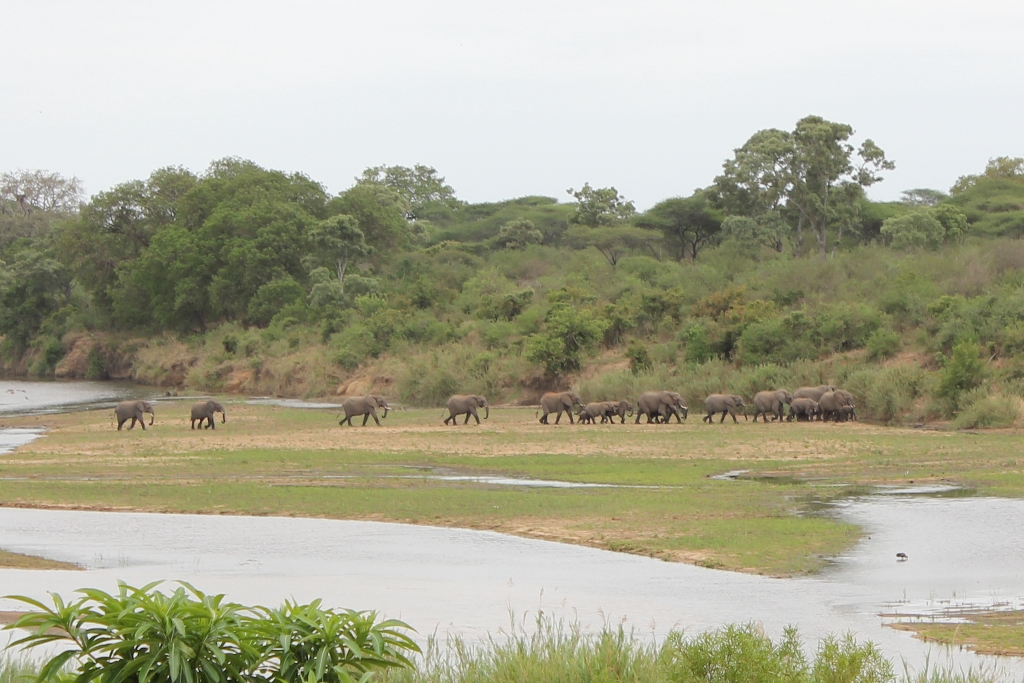 Elefantenherde bei Lower Sabie