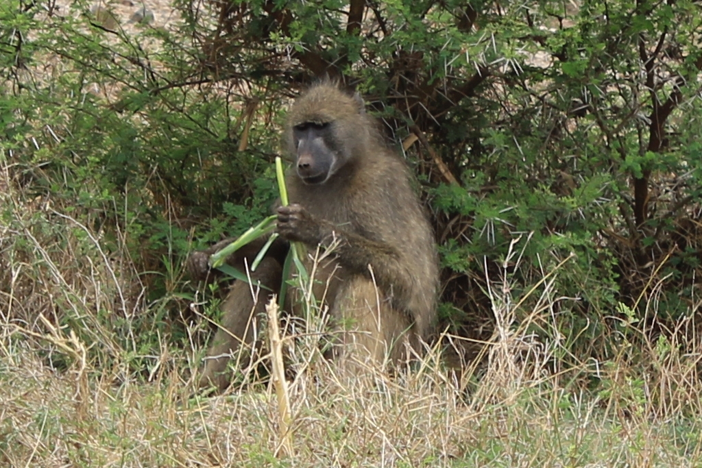 Hungriger Affe - Kruger Park