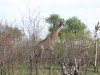 Giraffen - Kruger Park