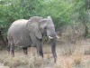 Elefant