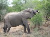 Elefant - Kruger Park