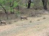 IMG_7985_800