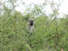 IMG_7996_1024