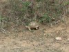 Schildkröte