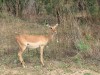 Antilope