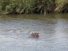Hippo