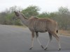 Kudu