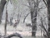 Wild Dogs...