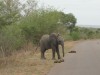 Elefant crossing