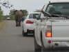 Elefant voraus...