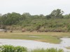 Elefantenherde bei Lower Sabie