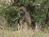 Hungriger Affe - Kruger Park