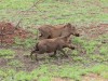 Warthogs - Kruger Park