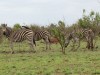 Zebras - Kruger Park