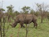 Rhino - Kruger Park