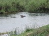 Hippo im Sabie vor unserer Lodge